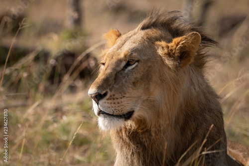 Close-up of male lion head and shoulders