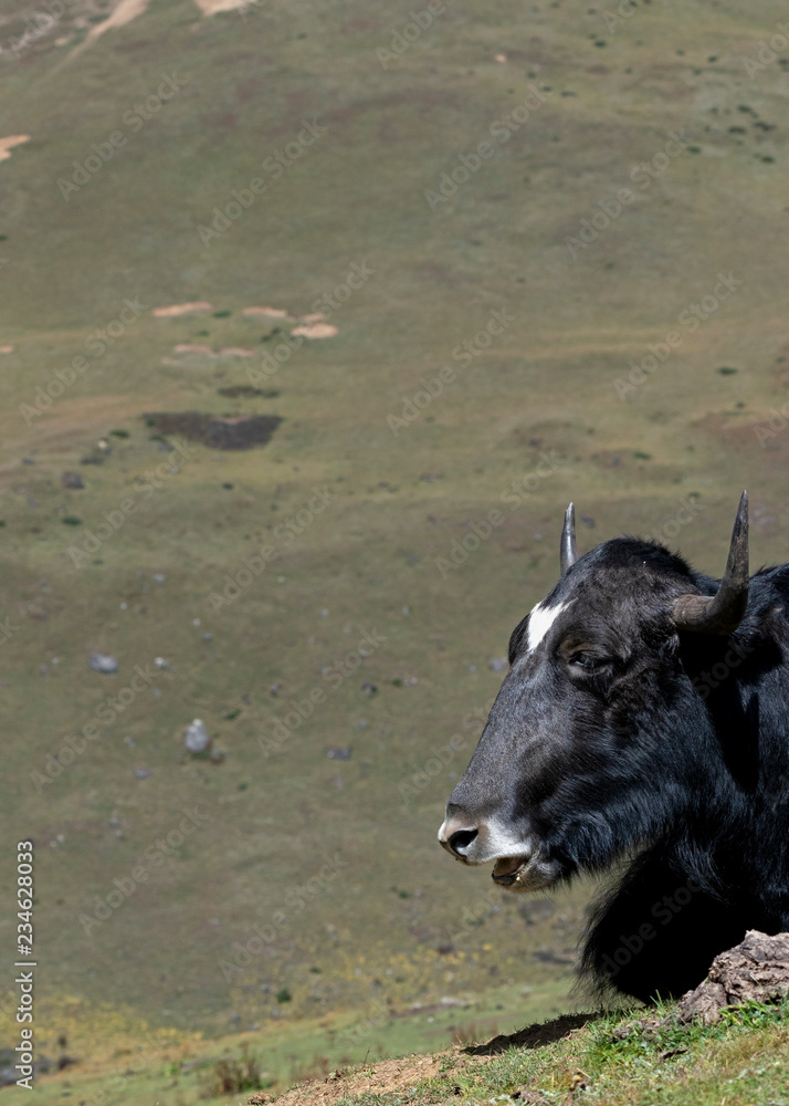 Yak in high altitude pasture along Jomolhari trek, Bhutan. Yak in high altitude pasture along Jomolhari trek, Bhutan.