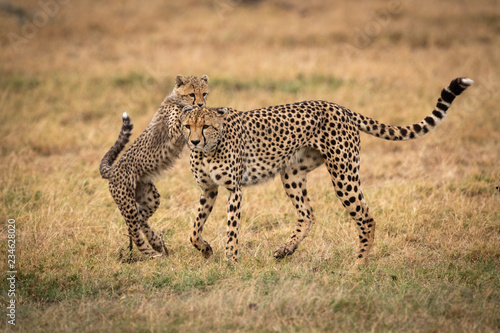 Cub putting paws on back of cheetah © Nick Dale