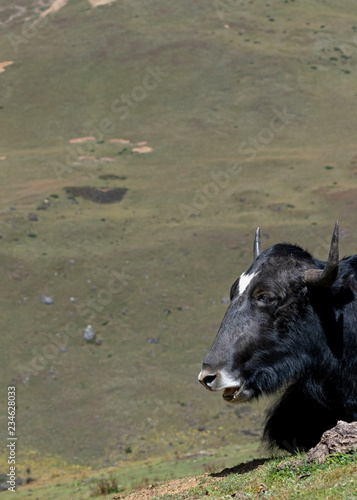 Yak in high altitude pasture along Jomolhari trek, Bhutan. photo