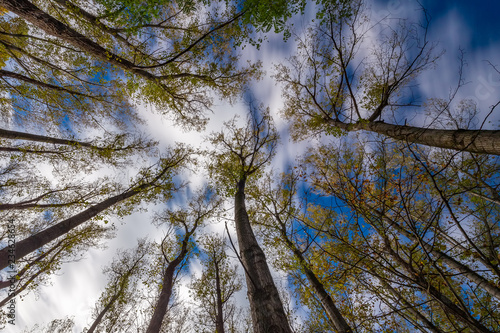 Nice poplar trees from bottom view in a sunny day in Spain © Arpad