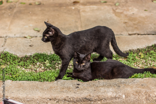 two black street cat looking sideways 