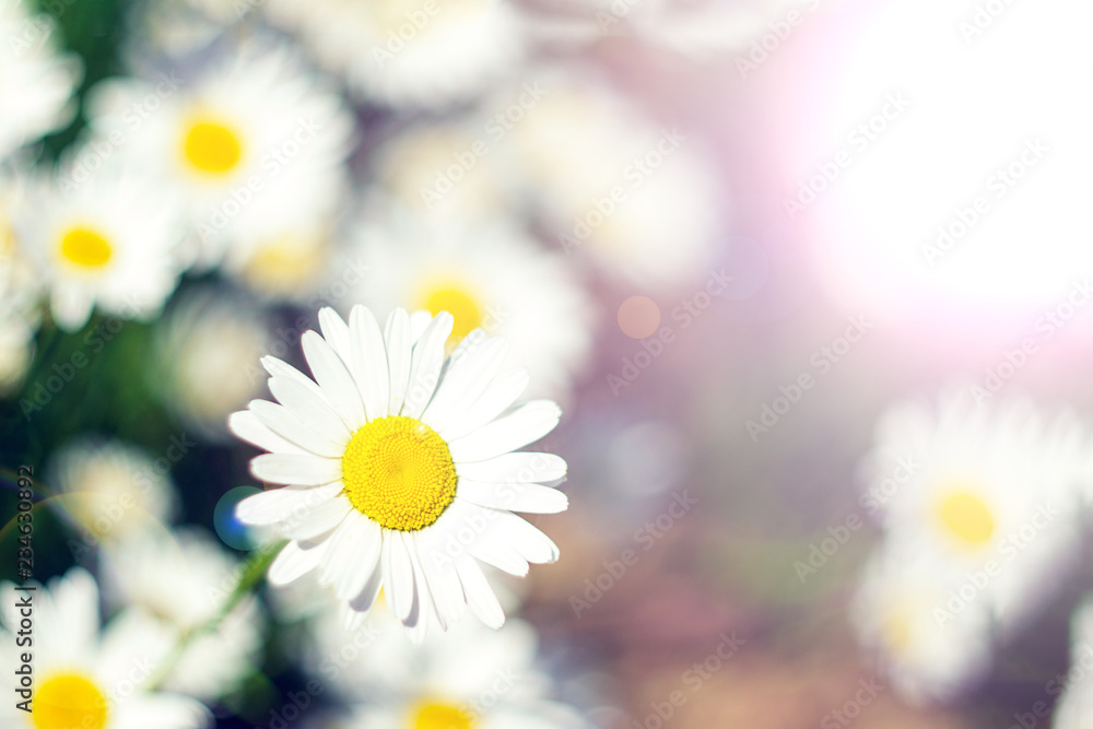 Fototapeta premium daisies in summer on a green background