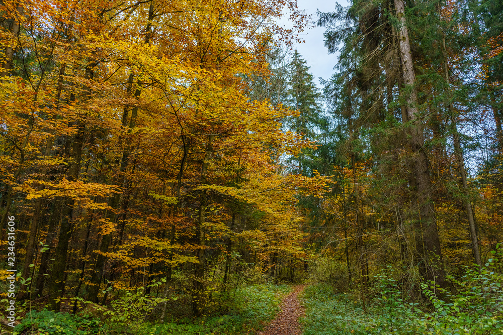 Fototapeta premium Gelbe Bäume im Herbst
