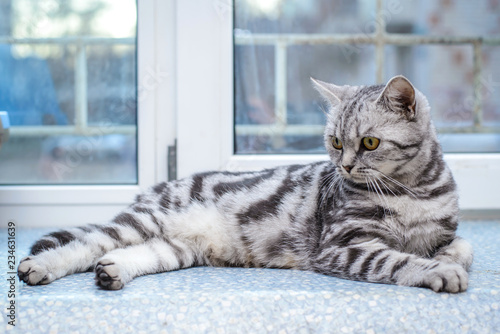 Grey striped cat lying on the windowsill