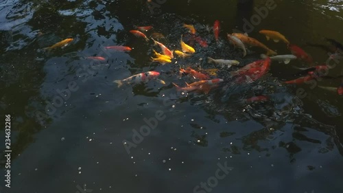 Koi fish, koi, animal, background, white, golden, carp, colorful, red,4k photo