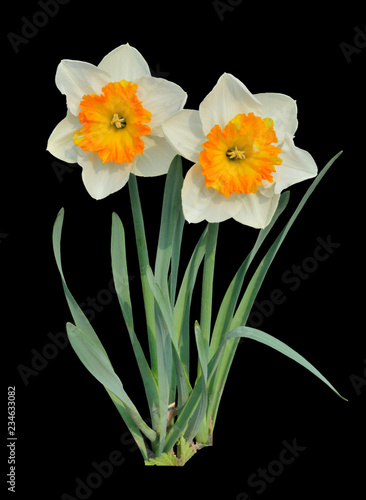 Fototapeta Naklejka Na Ścianę i Meble -  Two narcissus 2