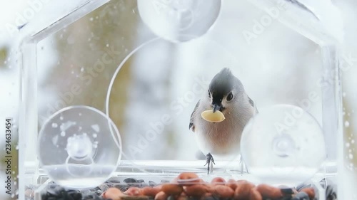Slow motion of small tufted titmouse perched on plastic window bird feeder perch with sunflower seeds, taking, holding peanut nut in beak, flying away, snow, snowing, winter snowstorm, Virginia