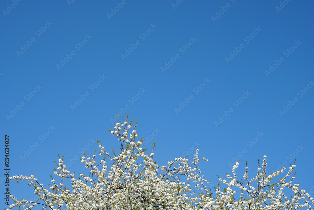 white cherry tree blossoms and blue sky background with copy space