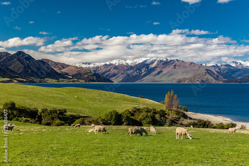 Sheep on a field near Lake Hawea with mountains in the background  Sounh Island  New Zealand