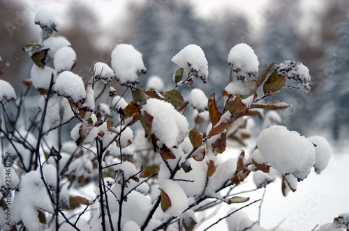 Snowy morning