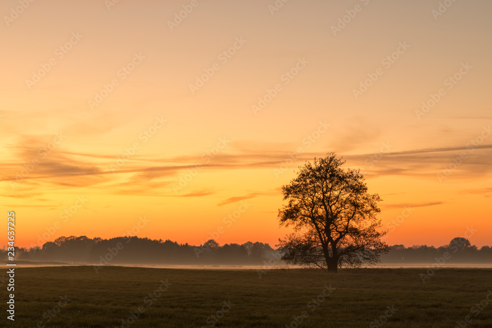 Single tree in rural landscape at sunset