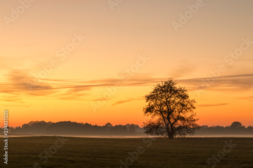 Single tree in rural landscape at sunset