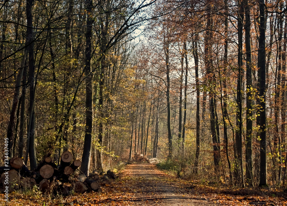 Fototapeta premium Waldspaziergang 