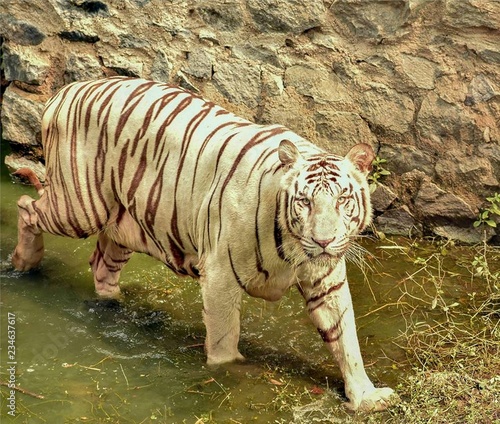 Bengal white Tigaer