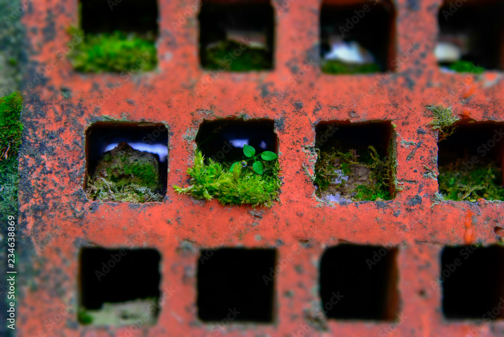 Moss grass sprouts in brick in spring