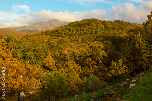 Fototapeta Naklejka Na Ścianę i Meble -  magical autumn in nature