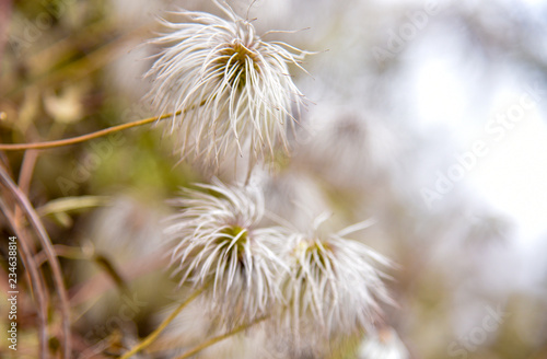 Clematis white autumn against nature macro © FO_DE