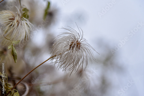 Clematis white autumn against nature macro