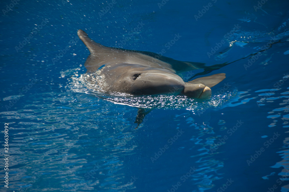 Fototapeta premium Portrait of happy smiling bottlenose dolphins swimming and playing in blue water