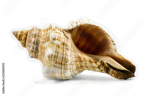 Pleuroploca trapezium, trapezium horse conch shell isolated on white