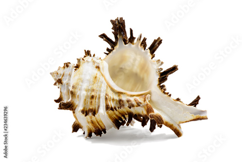 Seashell Chicoreus ramosus, common name the ramose murex or branched murex, isolated on white background photo