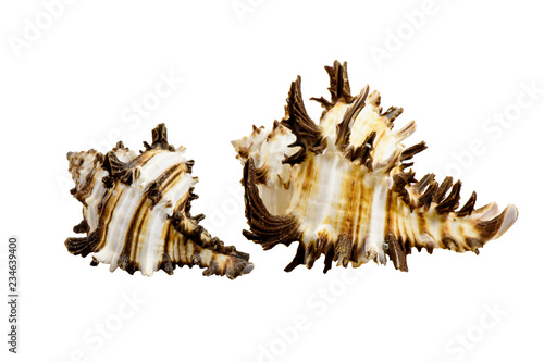 Seashells Chicoreus ramosus, common name the ramose murex or branched murex, isolated on white background photo