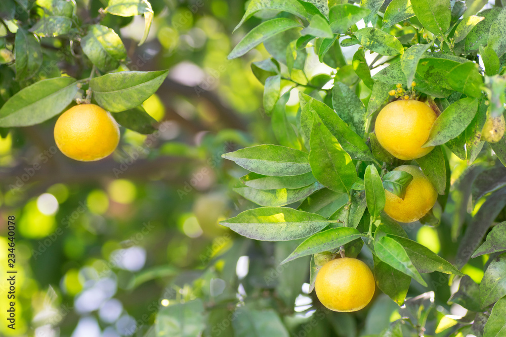 Mandarin Garden. Ripe tangerines on the branches in the sun light Mandarin Garden. Ripe tangerines on the branches in the sun light