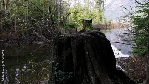 Forest trees and landscapes