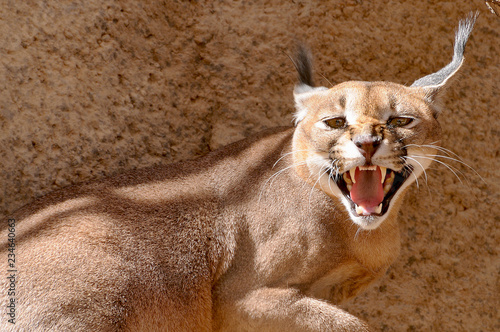 Photography Picture of a wild cat