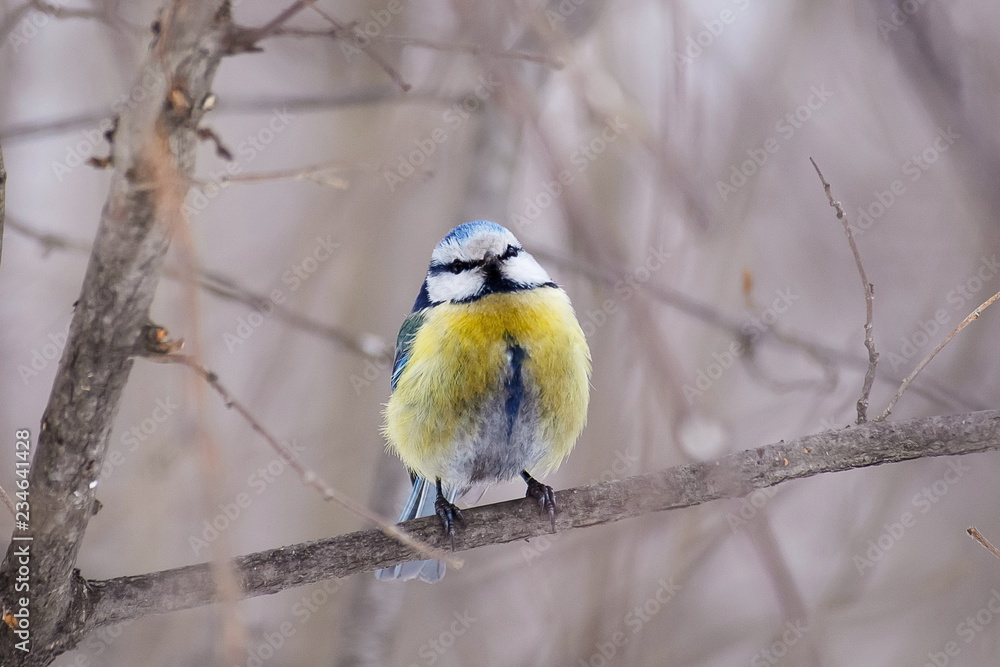 A bird chickadee sitting on a branch of tree A bird chickadee sitting on a branch of tree