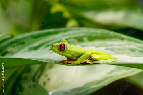 Red eye tree frog perched on a leaf in the jungle of Costa Rica