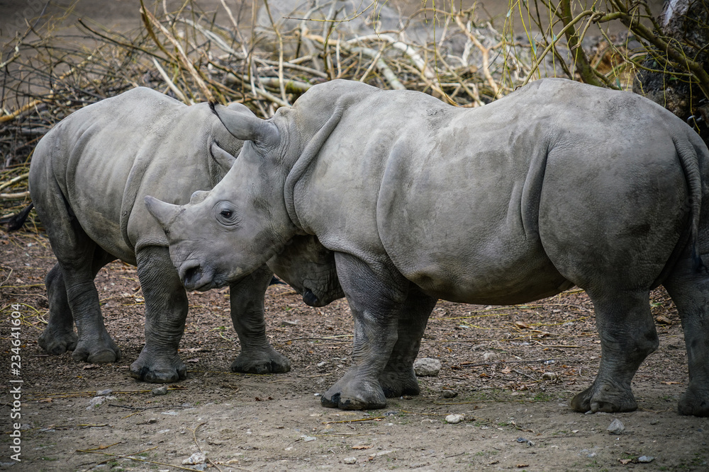 Fototapeta premium Picture of two white Rhinos in the wild