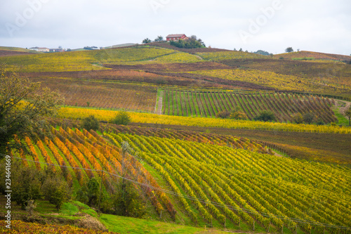 Hills of vineyards in autumn in Piedmont, Italy.