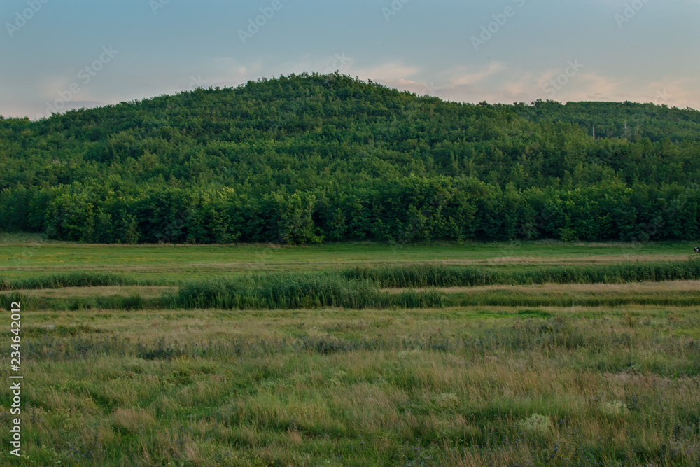   Rural landscape. A hill with trees on the horizon and in front of it a green field in a summer day