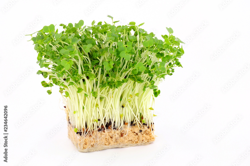 Healthy fresh growing garden cress herb plants Healthy fresh growing garden cress herb plants