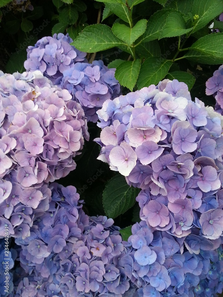 Blühende blaue Hortensien im Sommer Blühende blaue Hortensien im Sommer