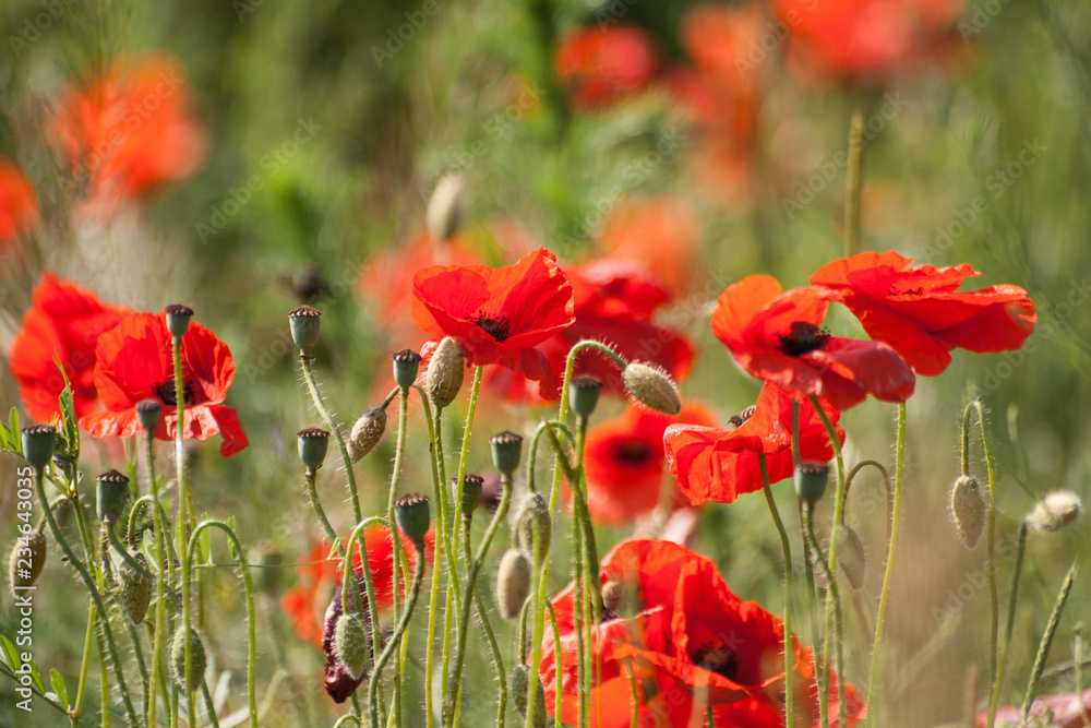 Obraz premium beautiful field with red poppies flowers in spring in May. selective focus