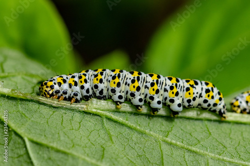 Large mullein moth caterpillar © Anders93