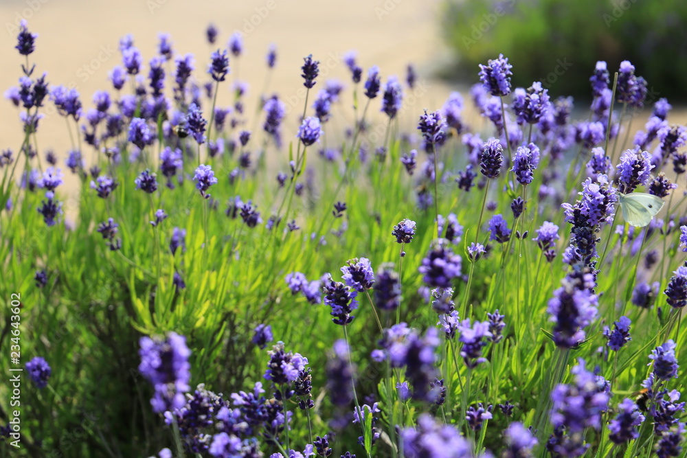Naklejka premium Lavender flowers blooming. close up, Purple flowers background.