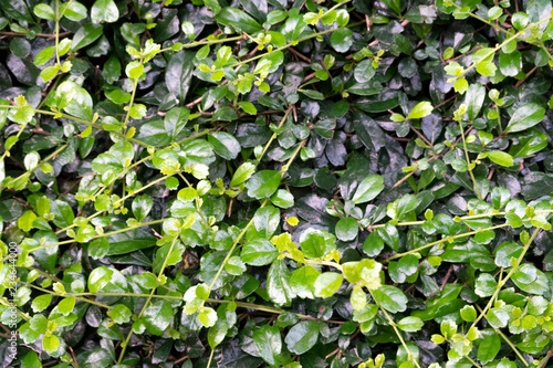 Tropical leaf, Natural jungle green leaves floral pattern background.