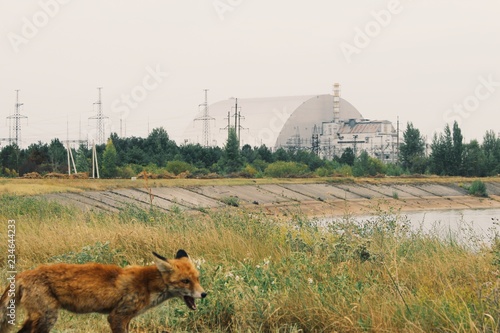 Photos Hungry animal searching for food in chernobyl