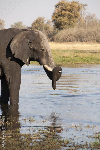 elephant resting its proboscis