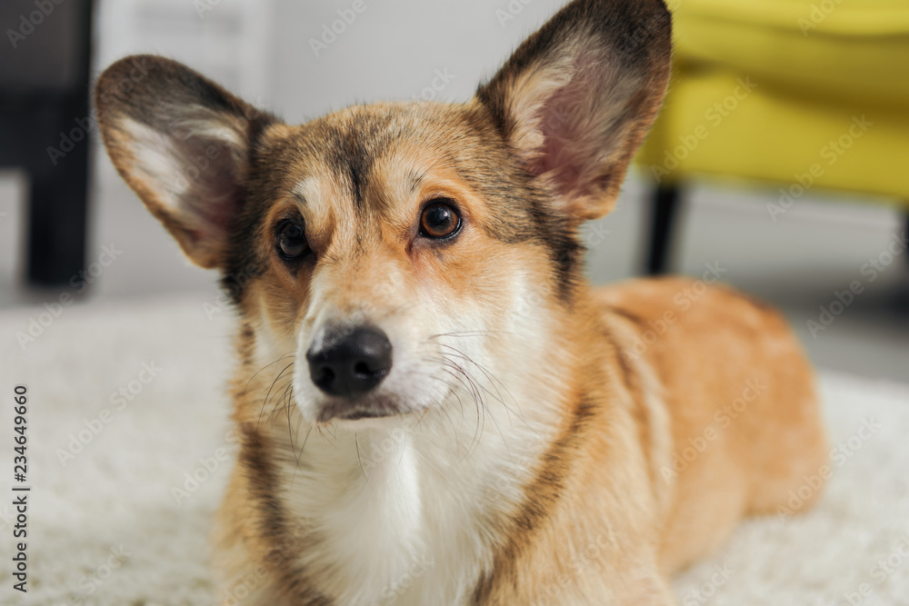 close-up shot of cute corgi dog lying on carpet and looking away close-up shot of cute corgi dog lying on carpet and looking away