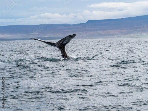 whalewatching husavik island