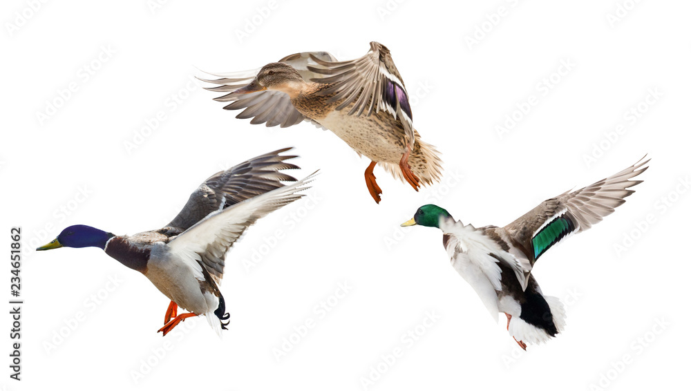 Fototapeta premium three flying mallard ducks on white