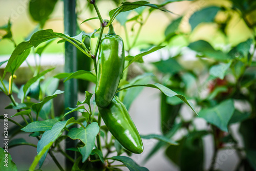 Obraz na płótnie Green ripe jalapeno chili hot pepper on a plant.