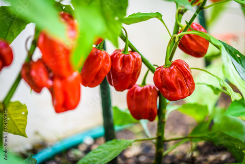 Photos Red hot chilli pepper habanero red caribbean on a plant.