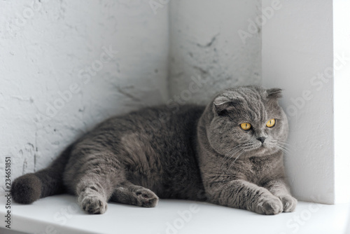 close-up shot of adorable grey cat lying on windowsill