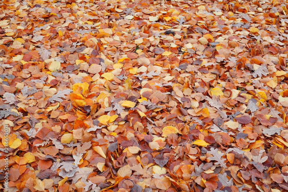 braun verfärbtes Herbstlaub braun verfärbtes Herbstlaub